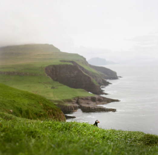 
			<br /><em>One solitary Puffin
			<br /><br /><br /><br />| Mykines Island
			<br /></em>