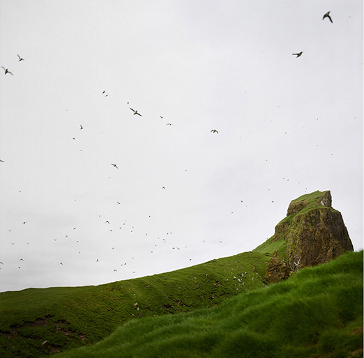 
			<br /><em>Puffin burrows
			<br /><br /><br /><br />| Mykines Island
			<br /></em>