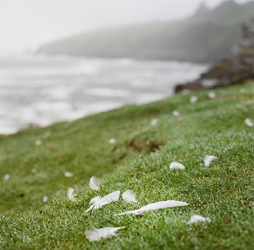 
			<br /><em>Puffin feathers
			<br /><br /><br /><br />| Mykines Island
			<br /></em>