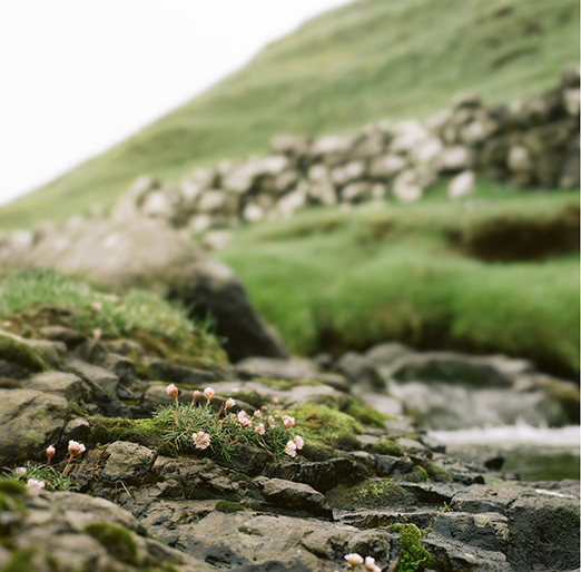 
			<br /><em>Irish clover
			<br /><br /><br /><br />| Mykines Island
			<br /></em>