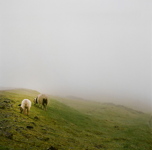 
			<br /><em>Sheep butts, also near Gjógv
			<br /><br /><br /><br />| Eysturoy Island
			<br /></em>