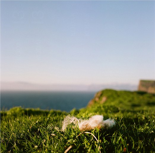 
			<br /><em>Second wool sighting
			<br /><br /><br /><br />| Mykines Island
			<br /></em>