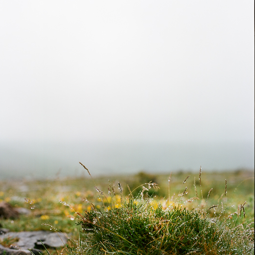 
			<br /><em>tiny drops
            <br />on tiny blades
			<br /><br /><br /><br />
            <br />(poulnabrone cliffs, county clare / SW)</em>