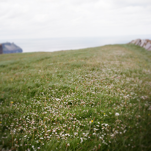 
			<br /><em>field near cliffs of moher
			<br /><br /><br /><br />
            <br />(county clare / SW)</em>