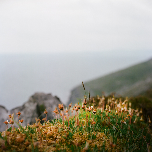 
			<br /><em>daisys without petals
			<br /><br /><br /><br />
            <br />(county clare / SW)</em>