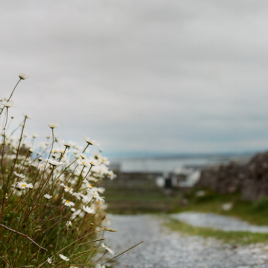 
			<br /><em>inishmore daisys
			<br /><br /><br /><br />
            <br />(inishmore, aran islands / SW)</em>