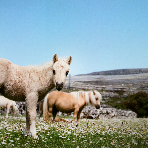 
			<br /><em>hello, little one
			<br /><br /><br /><br />
            <br />(county clare / SW)</em>