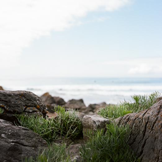 
			<br /><em>leaves like fingers
			<br /><br /><br /><br />
            <br />(fanore beach, county clare / SW)</em>
