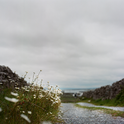
			<br /><em>every wall in ireland
            <br />seems lined with daisys
			<br /><br /><br /><br />
            <br />(inishmore, aran islands / SW)</em>