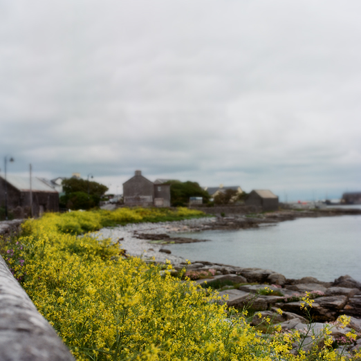 
			<br /><em>there's nothing like the irish yellow
			<br /><br /><br /><br />
            <br />(inishmore, aran islands / SW)</em>