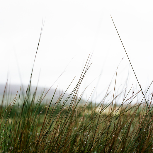 
			<br /><em>reeds and droplets
            <br />are a favorite part of rain
			<br /><br /><br /><br />
            <br />(county clare / SW)</em>