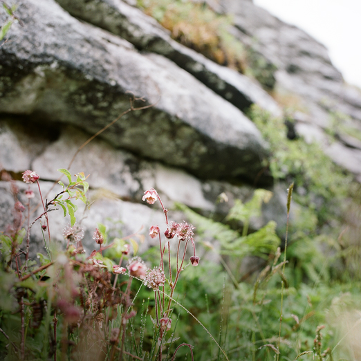 
			<br /><em>poulnabrone flowerbell
            <br /><br /><br /><br />
            <br />(poulnabrone, county clare / SW)</em>