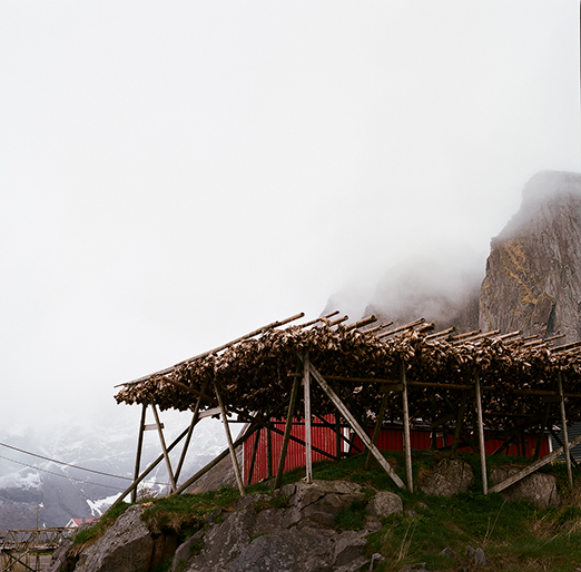 
			<br /><em>the first 500 of 1,000,000,000 dried cod.
            <br />
			<br />
            <br />
            <br />lofoten / artic circle</em>