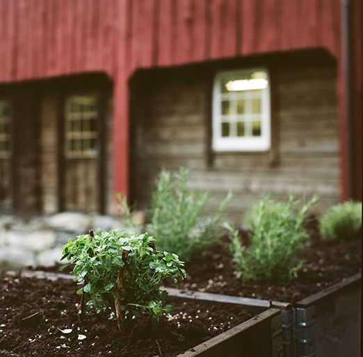 
           	<br /><em>barn garden
            <br />(rosemary, oregano...)
			<br />
            <br />
            <br />valldal / W</em>
