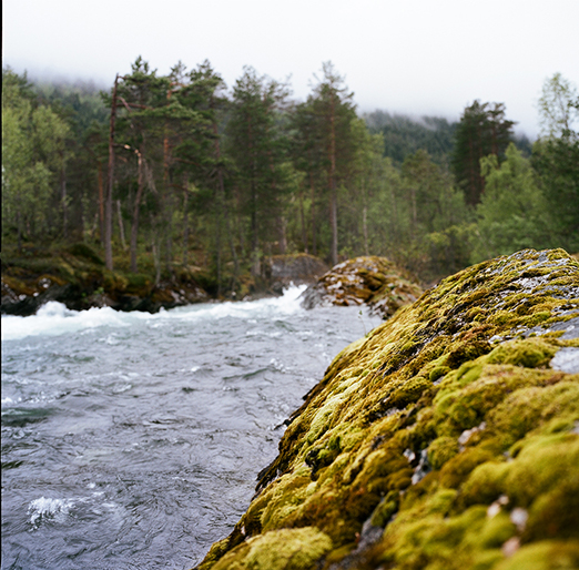 
			<br /><em>moss pillows.
            <br />
			<br />
            <br />
            <br />valldal / W</em>