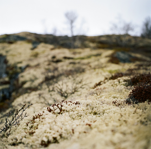 
          	<br /><em>moss bed.
          	<br />
			<br />
            <br />
            <br />southeast of geiranger / W</em>