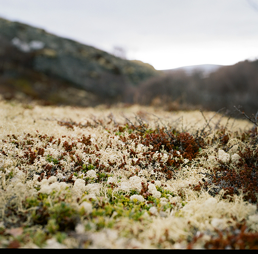 
           	<br /><em>moss bed.
            <br />
			<br />
            <br />
            <br />southeast of geiranger / W</em>