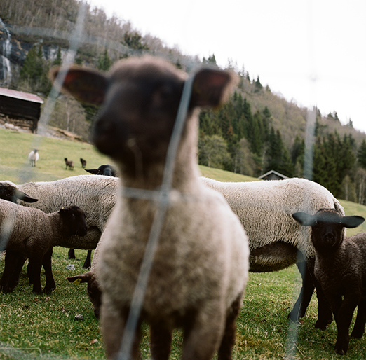 
			<br /><em>i will eat your cuteness.
            <br />
			<br />
            <br />
            <br />south of andalsnes / W</em>