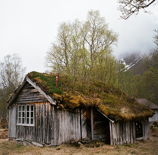 
          	<br /><em>roof forest.
            <br />
			<br />
            <br />
            <br />south of andalsnes / W</em>